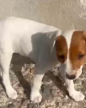 Maschio jack russell