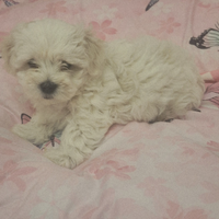 Maltesi taglia piccola