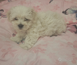 Maltesi taglia piccola