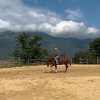 Puledro quarter horse