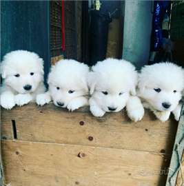 Cuccioli pastore maremmano abruzzese