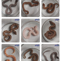 Heterodon nasicus baby '25