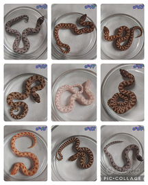 Heterodon nasicus baby '25