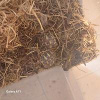 Tarta baby di 1a e 2a?tarta maschio adulto 95