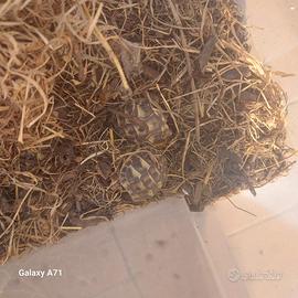 Tarta baby di 1a e 2a?tarta maschio adulto 95