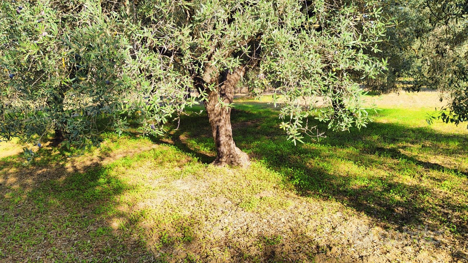 Uliveto - Vista 2