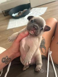 Bulldog francese