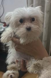 Maltese femmina