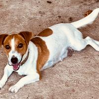 Cuccioli jack russel