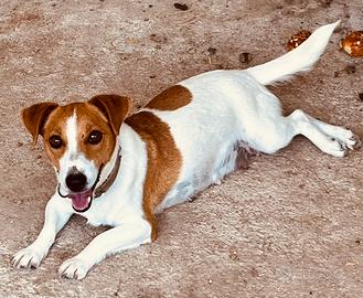 Cuccioli jack russel