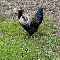 Gallo ornamentale da riproduzione