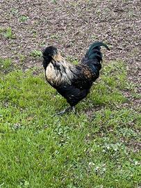 Gallo ornamentale da riproduzione