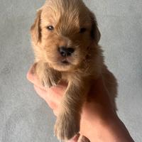Cuccioli Golden Retriever 100% americani