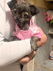Cucciola toy chihuahua