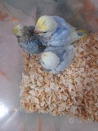 Cocorite raimbow allevate a mano