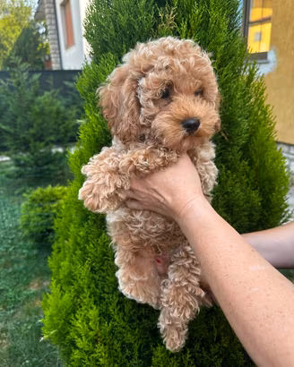 Maschi Barboncino Toy 