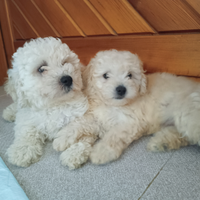 Cucciolo barboncino piccola taglia