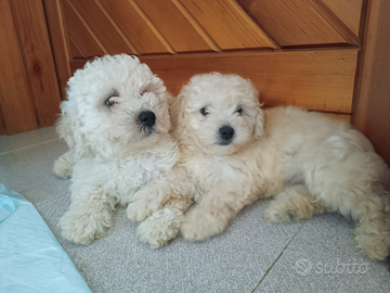 Cucciolo barboncino piccola taglia