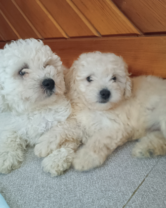 Cucciolo barboncino piccola taglia