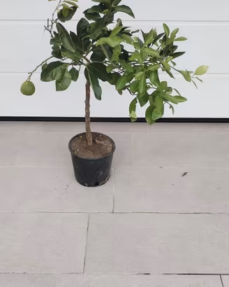 pianta arancio tarcco 
