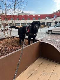 Cercasi Labrador femmina accoppiamento