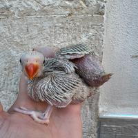 Pulli parrochetto dal collare pallid