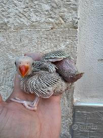 Pulli parrochetto dal collare pallid