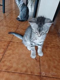 Gattini
