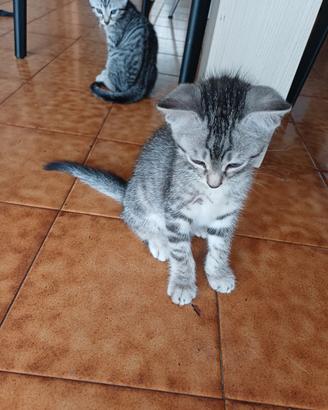 Gattini