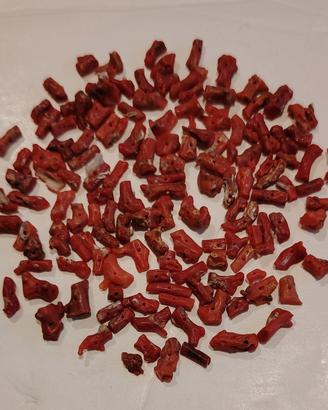  rami di corallo rosso
