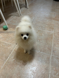 Volpino di Pomerania