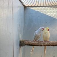 Coppie collari riproduttive