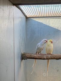 Coppie collari riproduttive