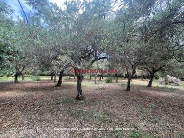 Terreno, Campofelice di Roccella.