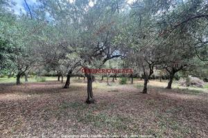 Terreno, Campofelice di Roccella.