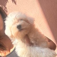 Maltipoo cuccioli