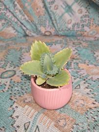 Piantina di Kalanchoe daigremontiana 