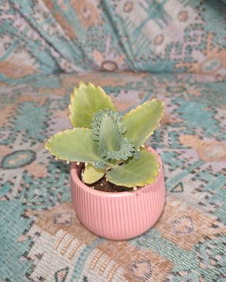 Piantina di Kalanchoe daigremontiana 