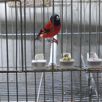 Cardinalini ancestrali 2025