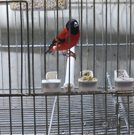 Cardinalini ancestrali 2025