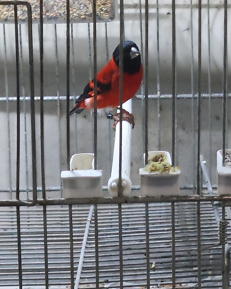 Cardinalini ancestrali 2025
