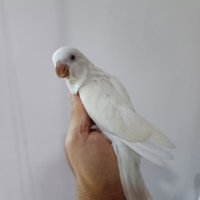 Parrocchetto Monaco albino