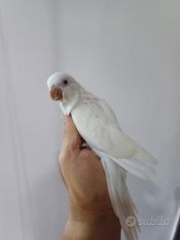 Parrocchetto Monaco albino