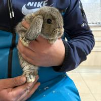 Coniglietti ariete nani miniloop