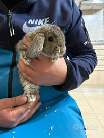 Coniglietti ariete nani miniloop