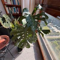Monstera  - NON DISPONIBILE