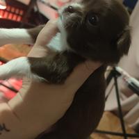 Femminucce Chihuahua