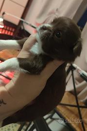 Femminucce Chihuahua