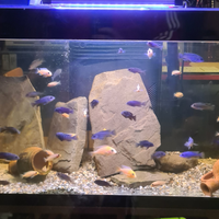 Ciclidi africani mix piccoli