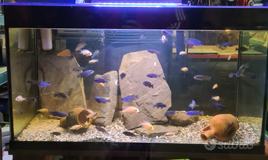 Ciclidi africani mix piccoli